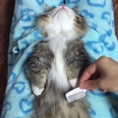 ブラッシングされる猫