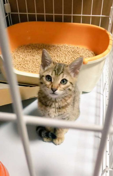 ソシャゲ 猫 課金 時間 ヤバイ