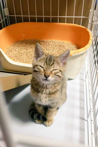 ソシャゲ 猫 課金 時間 ヤバイ