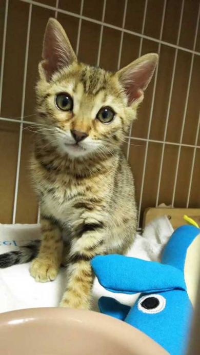 ソシャゲ 猫 課金 時間 ヤバイ