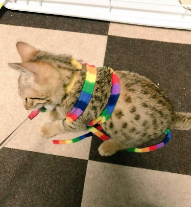 ソシャゲ 猫 課金 時間 ヤバイ