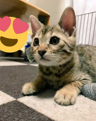 ソシャゲ 猫 課金 時間 ヤバイ