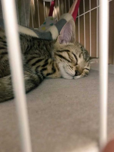 ソシャゲ 猫 課金 時間 ヤバイ