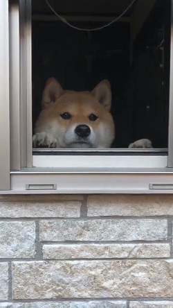 トントン ノック おはよう 柴犬 ハナちゃん