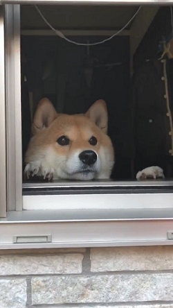 トントン ノック おはよう 柴犬 ハナちゃん