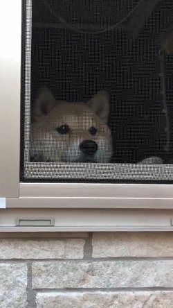 トントン ノック おはよう 柴犬 ハナちゃん