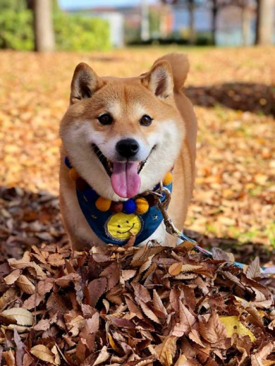 トントン ノック おはよう 柴犬 ハナちゃん