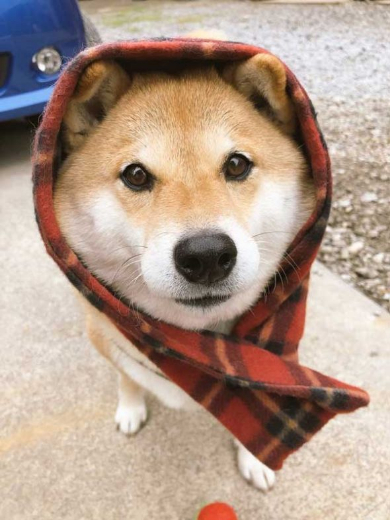 トントン ノック おはよう 柴犬 ハナちゃん