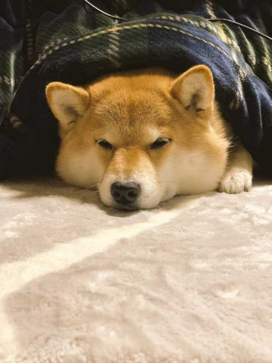 トントン ノック おはよう 柴犬 ハナちゃん