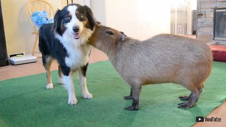 ワンコとカピバラさん