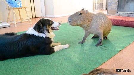 ワンコとカピバラさん