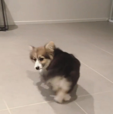 回る犬