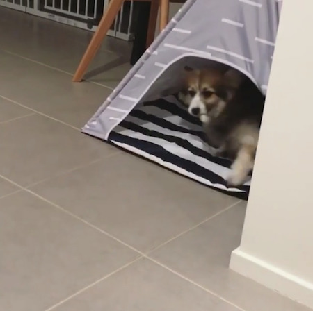 回る犬