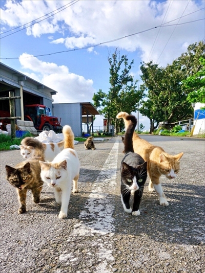 野良猫散歩さん