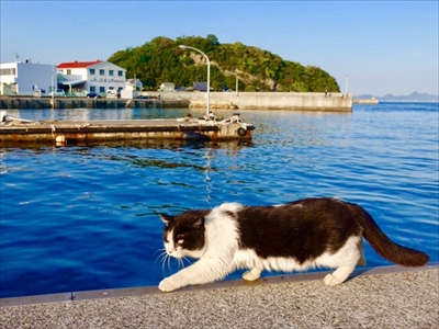 野良猫散歩さん