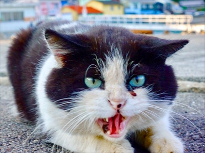野良猫散歩さん