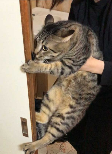 猫 お風呂 抵抗 しゃべる
