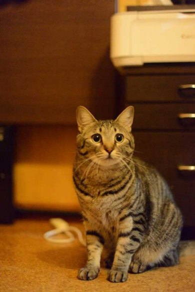 猫 お風呂 抵抗 しゃべる