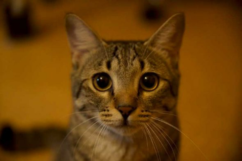 猫 お風呂 抵抗 しゃべる