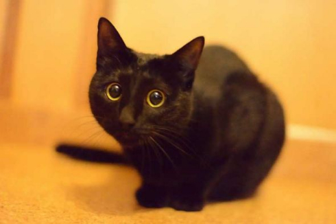 猫 お風呂 抵抗 しゃべる