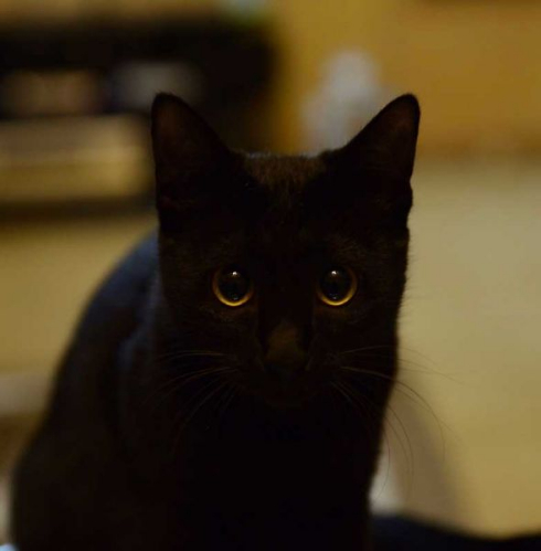 猫 お風呂 抵抗 しゃべる