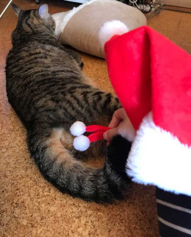 猫 お風呂 抵抗 しゃべる