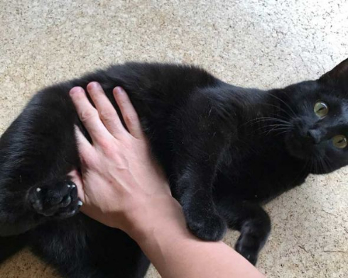 猫 お風呂 抵抗 しゃべる