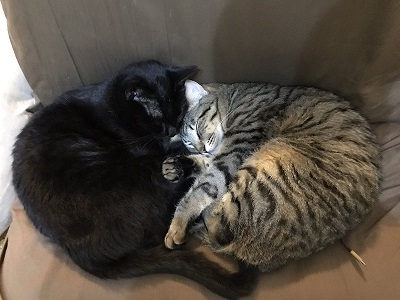 猫 お風呂 抵抗 しゃべる