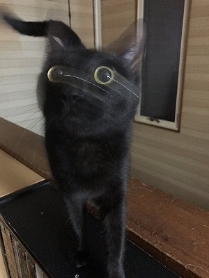 猫 お風呂 抵抗 しゃべる