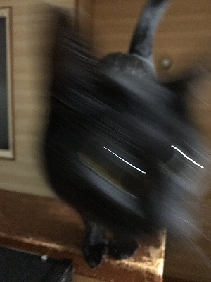 猫 お風呂 抵抗 しゃべる