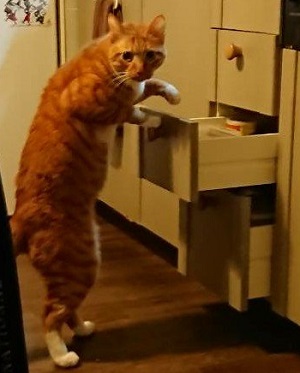 ねこぶんしゅん