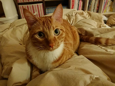 ねこぶんしゅん