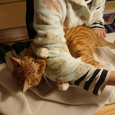 ねこぶんしゅん