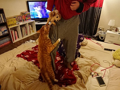 ねこぶんしゅん