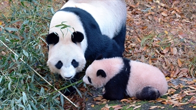 上野動物園シャンシャン