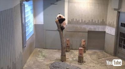 上野動物園シャンシャン