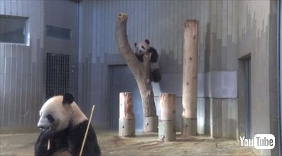 上野動物園シャンシャン