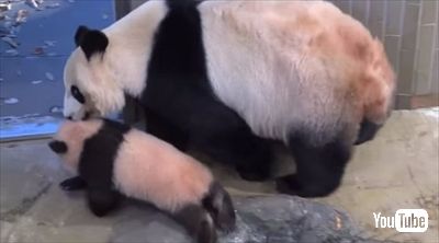 上野動物園シャンシャン