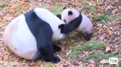 上野動物園シャンシャン