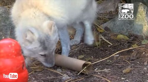 シンシナティ動物園ホッキョクギツネ