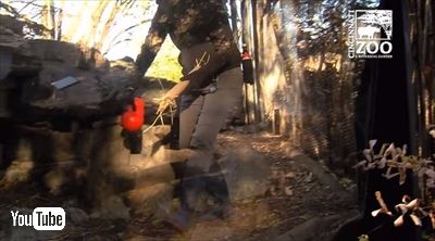 シンシナティ動物園ホッキョクギツネ