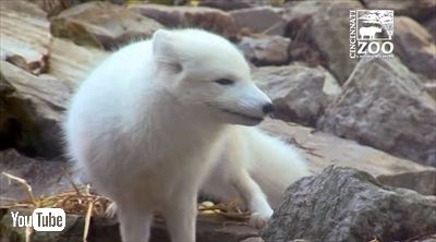 シンシナティ動物園ホッキョクギツネ