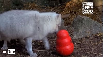 シンシナティ動物園ホッキョクギツネ