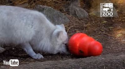 シンシナティ動物園ホッキョクギツネ