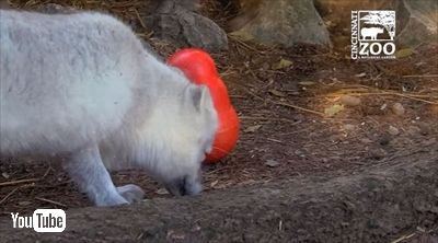 シンシナティ動物園ホッキョクギツネ