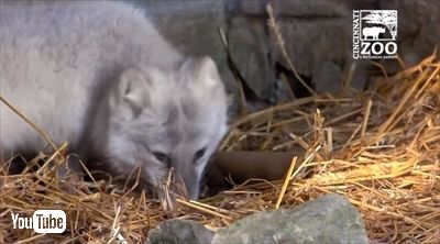 シンシナティ動物園ホッキョクギツネ
