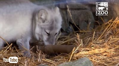 シンシナティ動物園ホッキョクギツネ