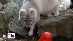 シンシナティ動物園ホッキョクギツネ