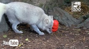 シンシナティ動物園ホッキョクギツネ
