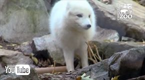 シンシナティ動物園ホッキョクギツネ